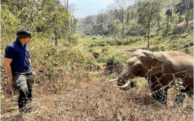 Celui Qui S Occupe Et Soigne Les éléphants